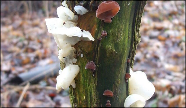 Auricularia auricula-judae 4184905860 8f558ceffb o, Gdynia od 81-402 do 81-540 - Zdjęcia