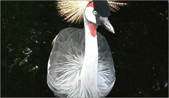 Balearica regulorum Warsaw zoo, Ratuszowa 1/3, Warszawa 03-461 - Zdjęcia