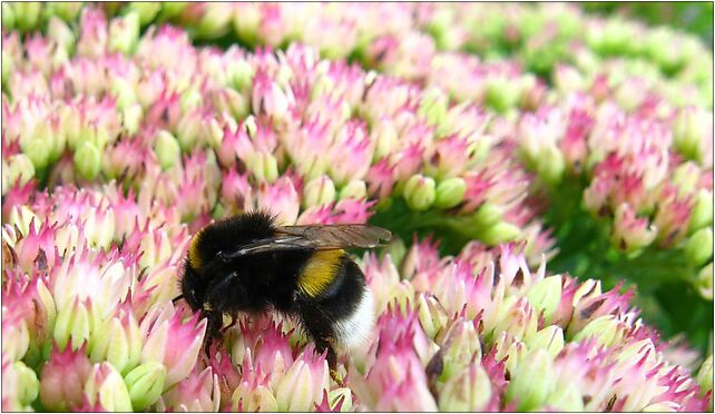 Bombus terrestris-20090830-Poland, Góra, Góra 19-111 - Zdjęcia