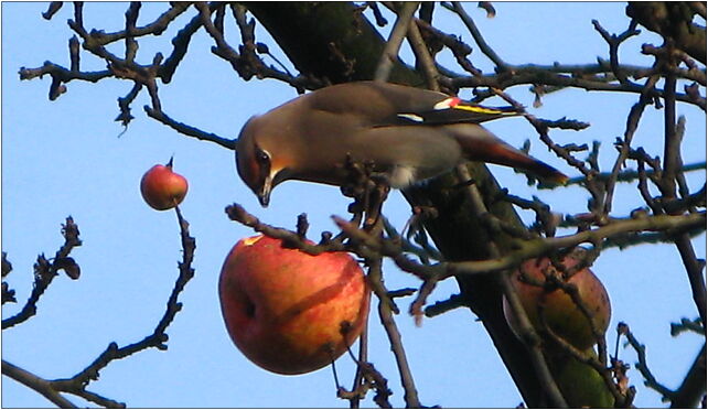 Bombycilla garrulus on apple, Chocimska 5a, Marki 05-270 - Zdjęcia