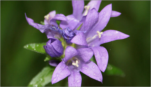 Campanula glomerata 08, Brzozowa, Tleń 86-150 - Zdjęcia