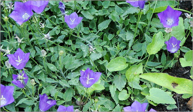Campanula raineri (BG Wroclaw)-1, Kanonia, Wrocław 50-328 - Zdjęcia