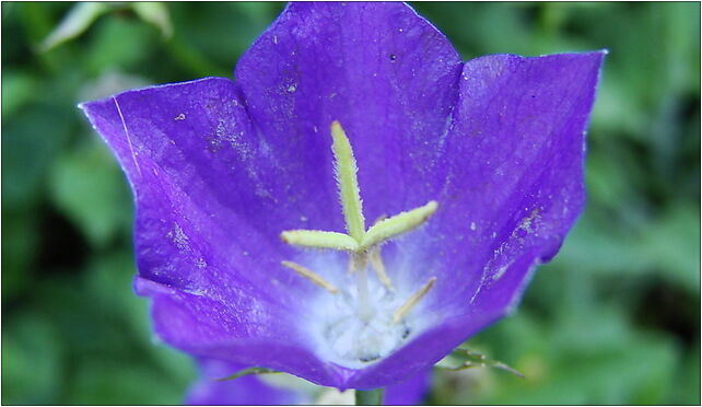 Campanula raineri (BG Wroclaw)-3, Kanonia, Wrocław 50-328 - Zdjęcia