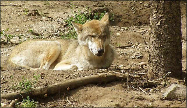 Canis lupus lupus, Kajki Michała, Barcie 19-504 - Zdjęcia