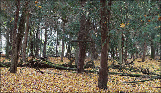 Cisy03(js), Cisiny, Cisiny 86-141 - Zdjęcia