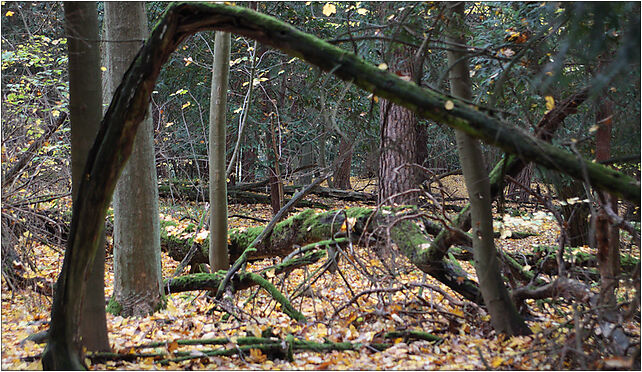 Cisy06(js), Cisiny, Cisiny 86-141 - Zdjęcia