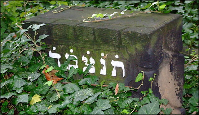 Cmentarz żydowski w Zabrzu49, Cmentarna 15, Zabrze 41-800 - Zdjęcia