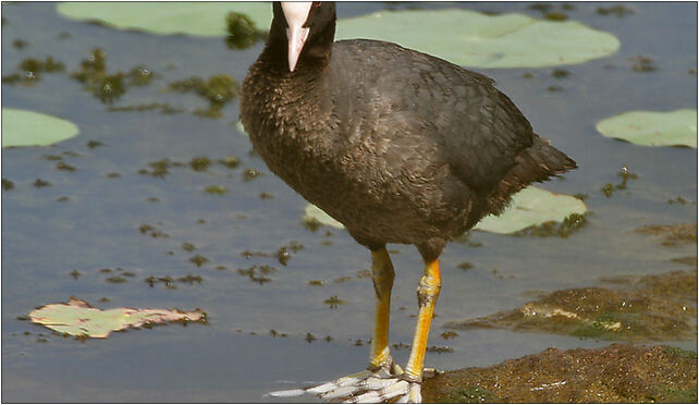 Common Coot (Fulica atra) in a Nelumbo nucifera (Indian Lotus) pond W IMG 8846 48-385 - Zdjęcia