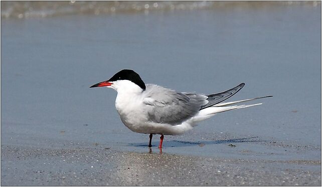 Common Tern, Grodkowska 11, Otmuchów 48-385 - Zdjęcia