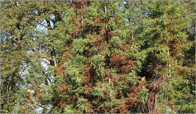 Cryptomeria japonica PAN 6, Prawdziwka, Warszawa 02-973 - Zdjęcia