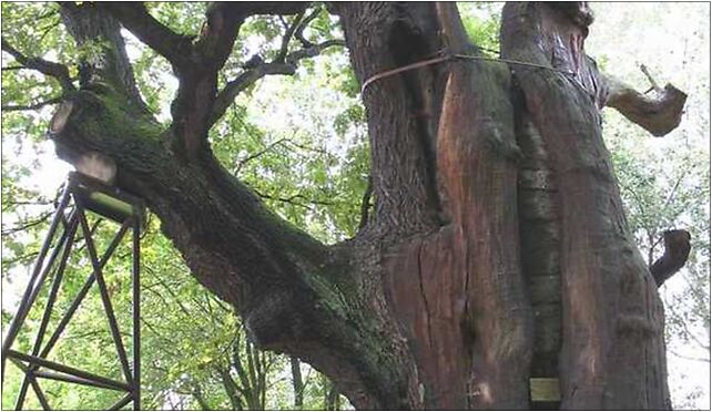 Dab Mieszko 01, Nowoursynowska, Warszawa od 02-776 do 02-797 - Zdjęcia