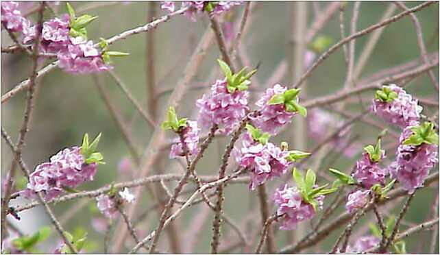 Daphne mezereum0, Bochotnica - Zdjęcia
