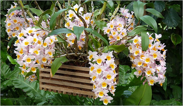 Dendrobium farmeri - Kroton 002, Kościuszki Tadeusza, Łańcut 37-100 - Zdjęcia