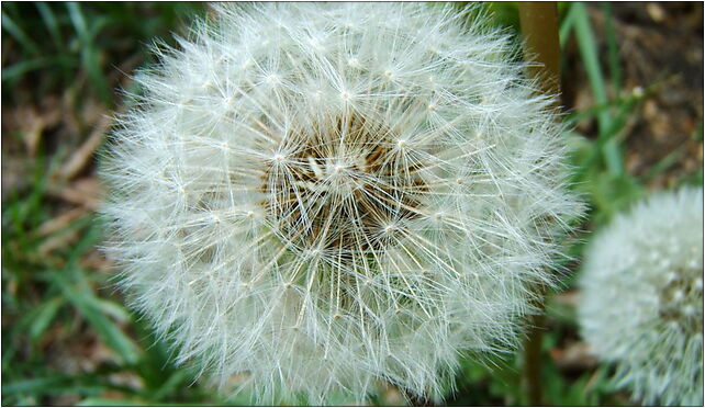 Dmuchawiec taraxacum officinale, Dworcowa 57a, Nakło Śląskie 42-620 - Zdjęcia