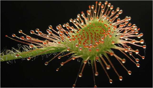 Drosera rotundifolia leaf1, Wólka Piaseczna, Wólka Piaseczna 19-110 - Zdjęcia