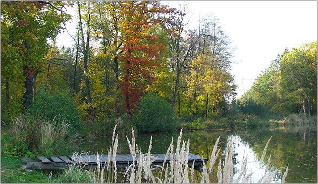 Dziki Park, Tulipanów, Pszczyna 43-200 - Zdjęcia