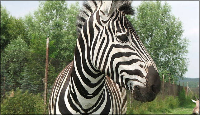 Equus quagga 2 (Piotr Kuczynski), Świerkocin131 7a, Świerkocin 66-460 - Zdjęcia