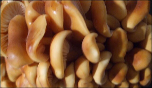 Flammulina 003 pl, Abrahama Antoniego 28a, Sopot 81-825 - Zdjęcia