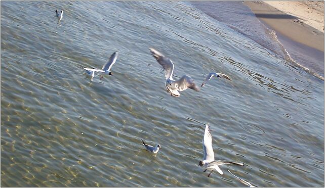 Fliegende Vögel, Molo, Sopot 81-718 - Zdjęcia