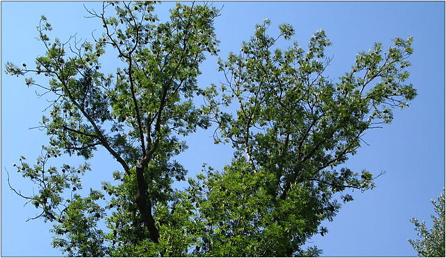 Fraxinus excelsior foliage and fruits, Marki 05-270 - Zdjęcia