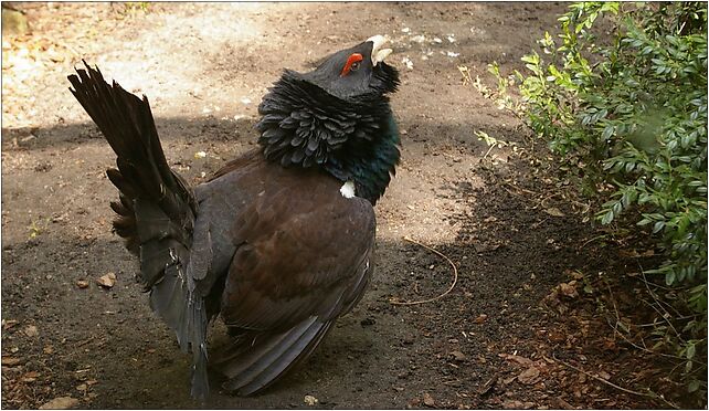Głuszec (Tetrao urogallus), łódzkie zoo, Konstantynowska710 10a 94-303 - Zdjęcia