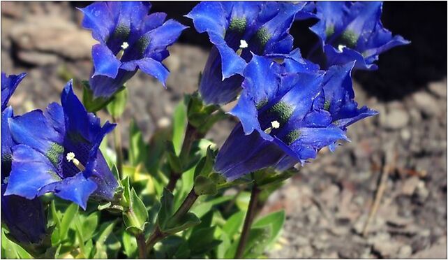 Gentiana dinarica, Leśna, Rogów 95-063 - Zdjęcia