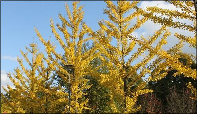 Ginkgo biloba PAN, Prawdziwka, Warszawa 02-973 - Zdjęcia