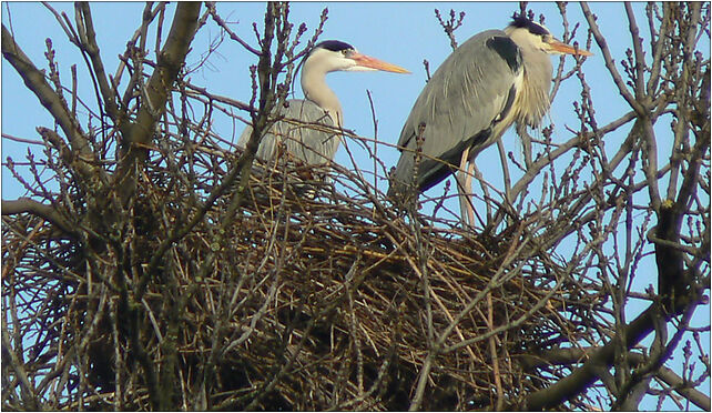 Grey Herons (Ardea cinerea) -2 on nest, Reptowo, Reptowo 86-070 - Zdjęcia