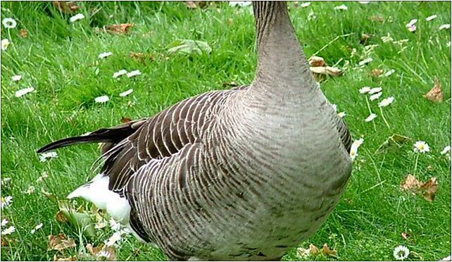 Greylag Goose (Anser anser), Grodkowska 11, Otmuchów 48-385 - Zdjęcia