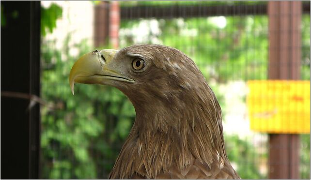 Haliaeetus albicilla Warsaw ZOO 02, Jagiellońska, Warszawa od 03-215 do 03-721 - Zdjęcia