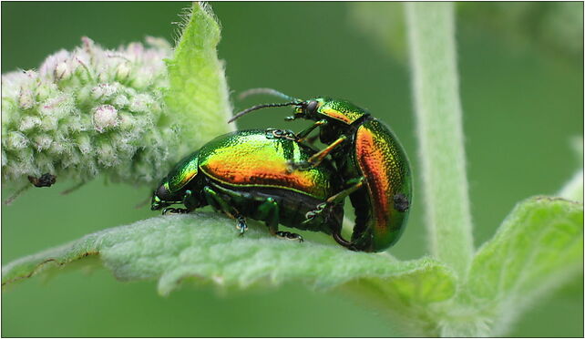 IMG 0003 beetle, Zgierz, Zgierz 76-220 - Zdjęcia