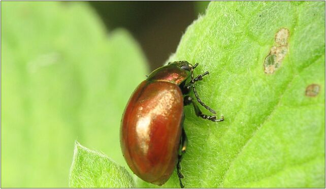 IMG 0226 Chrysolina polita, Zgierz, Zgierz 76-220 - Zdjęcia