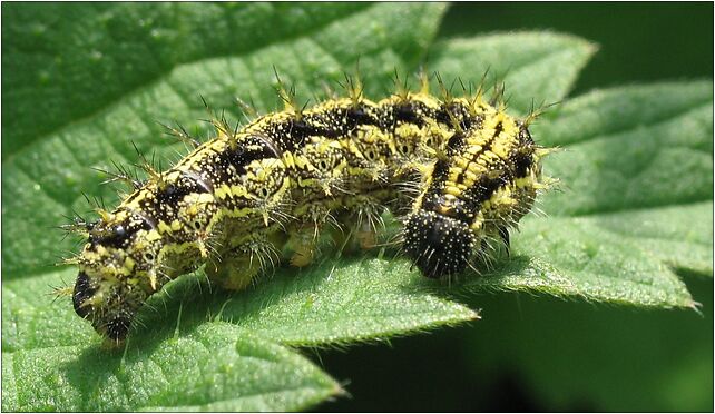 IMG 0368 caterpillar, Zgierz, Zgierz 76-220 - Zdjęcia