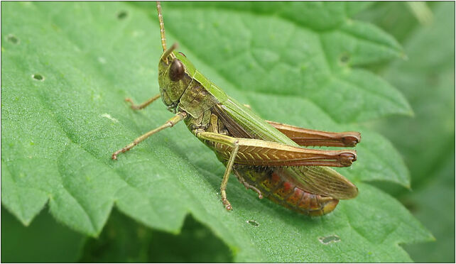 IMG 0454 Tettigoniidae, Zgierz, Zgierz 76-220 - Zdjęcia