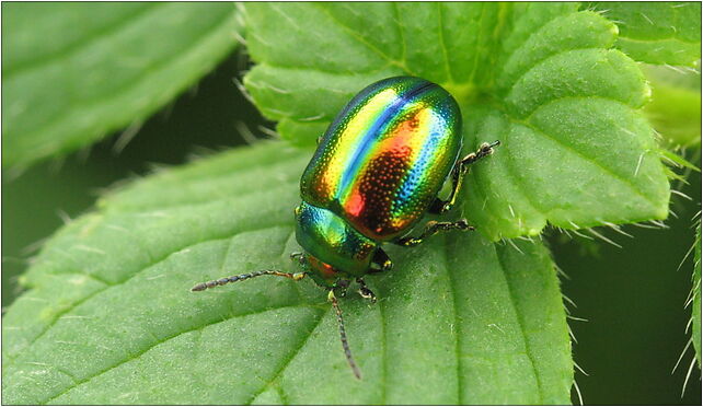 IMG 0487 Coleoptera, Zgierz, Zgierz 76-220 - Zdjęcia