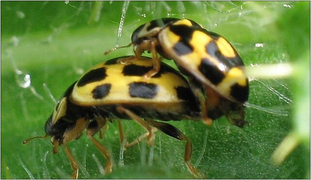 IMG 0804 Coccinellinae, Zgierz, Zgierz 76-220 - Zdjęcia