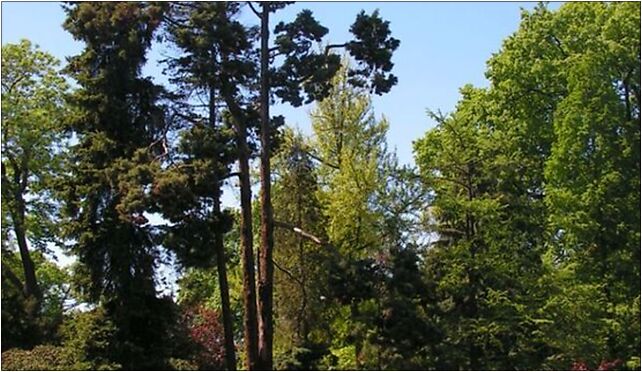 Japanese garden Wroclaw trees, Mickiewicza Adama455, Wrocław od 51-619 do 51-685 - Zdjęcia