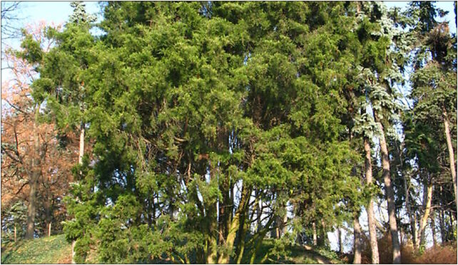 Juniperus in Park im. Stefana Żeromskiego in Warsaw, Warszawa od 01-527 do 01-567 - Zdjęcia