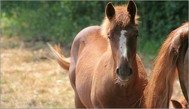 Karwieńskie Błoto Drugie - Horse 02, Wczasowa 108 84-105 - Zdjęcia