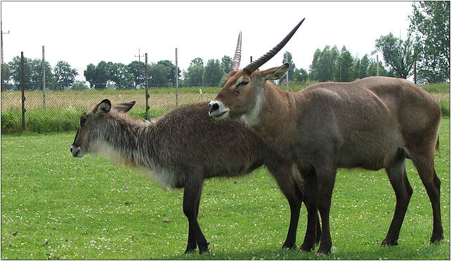 Kobus ellipsiprymnus defassa (Piotr Kuczynski), Świerkocin131 7a 66-460 - Zdjęcia