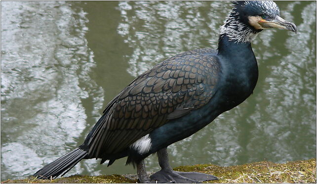 Kormoran 2008-03-21 032, Grodkowska 11, Otmuchów 48-385 - Zdjęcia