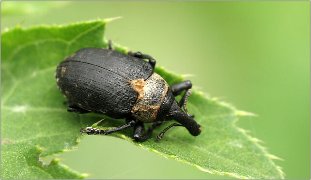 Larinus planus IMG 0541 (Nemo5576), Zgierz, Zgierz 76-220 - Zdjęcia