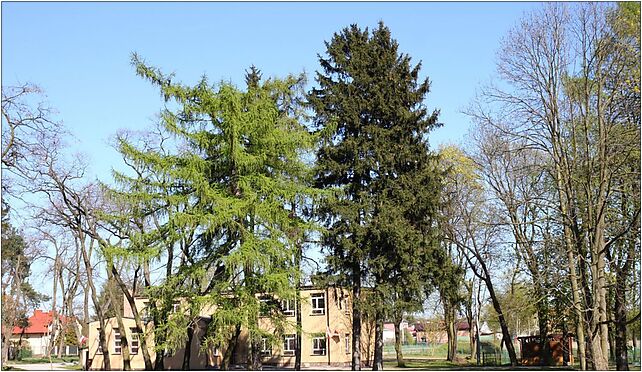 Larix, Picea and Fraxinus Marki, Andersa Władysława, gen., Marki 05-270 - Zdjęcia