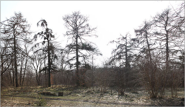 Larix decidua panorama Marki 8, Grunwaldzka, Marki 05-270 - Zdjęcia