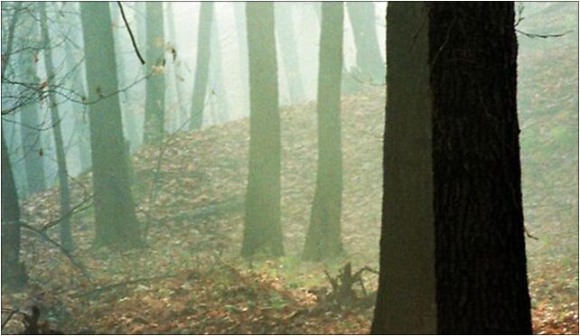 Las Kyndra w Jastrzębiu, 11 Listopada937 55, Jastrzębie-Zdrój - Zdjęcia