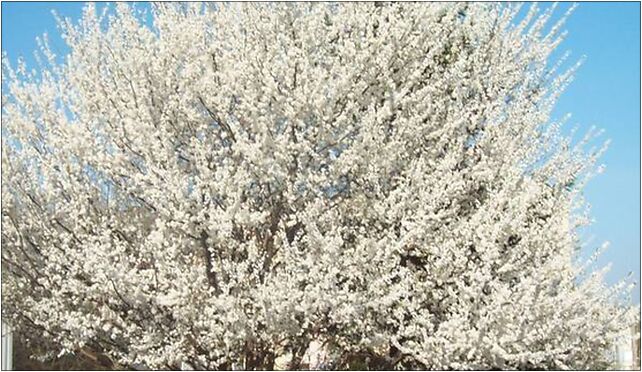 Lipa na os. Kruczkowskiego, Traugutta Romualda, Kłodzko 57-300 - Zdjęcia