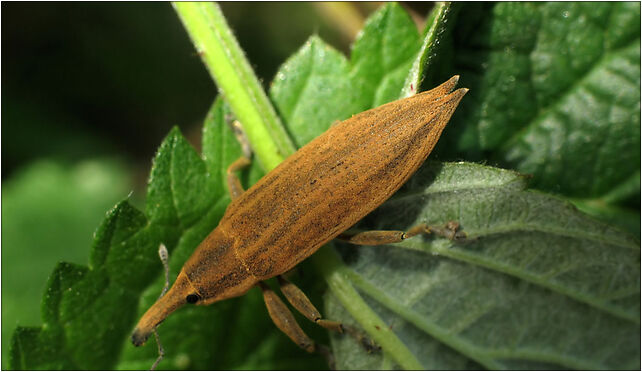 Lixus iridis IMG 3978 (Nemo5576), Zgierz, Zgierz 76-220 - Zdjęcia