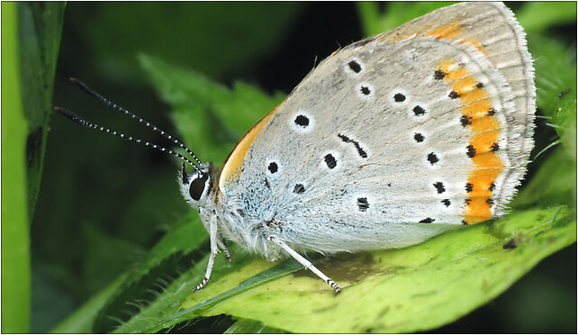 Lycaena dispar IMG 3522 (Nemo5576), Zgierz, Zgierz 76-220 - Zdjęcia
