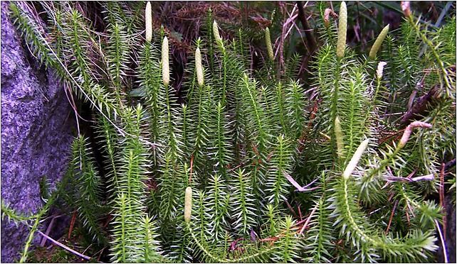 Lycopodium annotinum a2, Podlesie, Błonie 39-320 - Zdjęcia