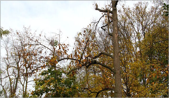 Magnolia acuminata Marki, Piłsudskiego Józefa, marsz., al.E678 05-270 - Zdjęcia